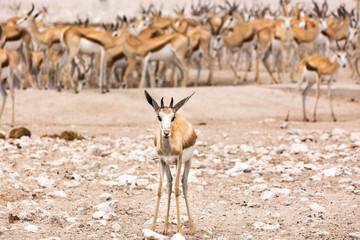 Young springbok next to its herd, Etosha, Namibia, Africa