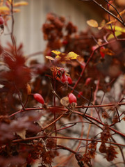 red berries of viburnum on a branch
