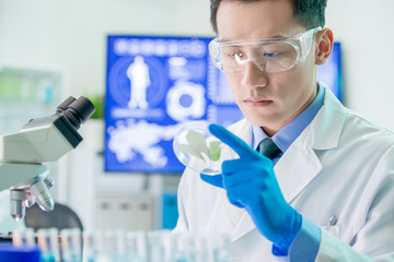 Fototapeta premium Asian scientist take petri dish