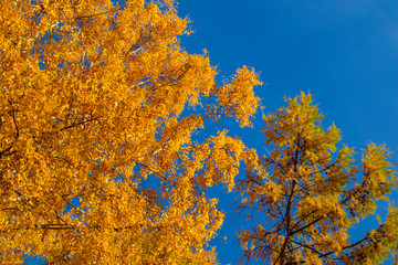Yellow tree - larch and birch with blue sky in the fall. Beautiful bright autumn view with leaves and branches lit by natural sunlight.
