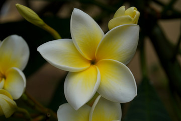 Frangipani