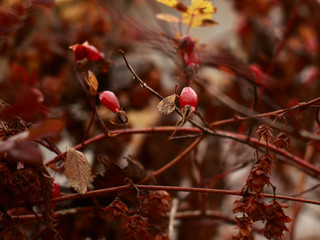 red berries in autumn