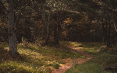 path in the forest in autumn
