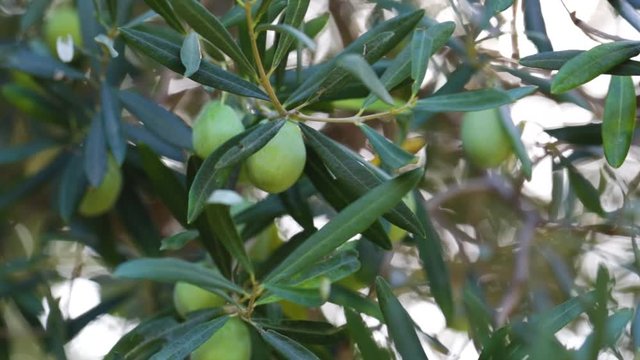 Closeup view of fresh sunny green olives growing outdoor in olive garden in Greece. Soft sunset sunlight bursting softly through branches. Real time full hd video footage.
