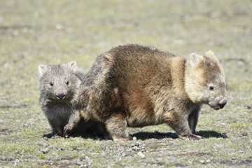 Wombat, Tasmanien, Australien, Wombat mit Jungem, Natur
