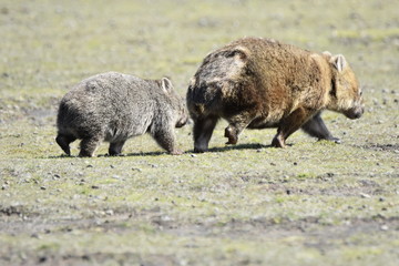 Wombat, Tasmanien, Australien, Wombat mit Jungem, Natur