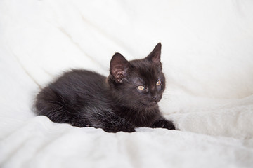 Chaton noir