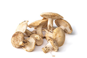 Champignons