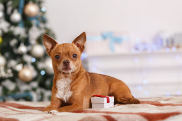 Happy New Year. Decorated room with dog lying on blanket with gift close-up