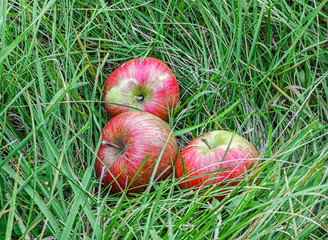 Apples in the grass