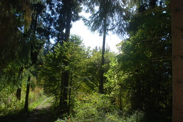 Obraz premium Waldweg