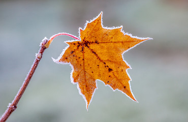 Maple Leaf