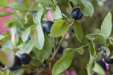 blueberries on a branch