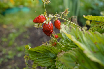 wild strawberry on a tree