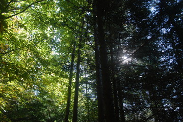 Wald mit Sonne