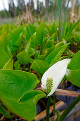 Drachenwurz (Calla palustris) - bog arum, marsh calla, wild calla, 