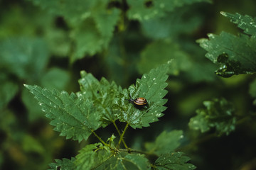 snail on a leaf