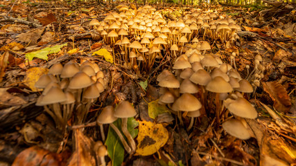 Pilzansammlung am Waldboden