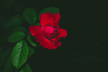 Photo of blooming red rose flower