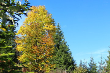 Fototapeta premium bayerische wald