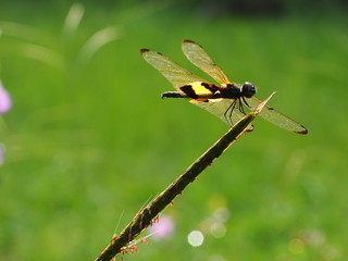 Dragonfly sticks on the branches in blurred background of nature.