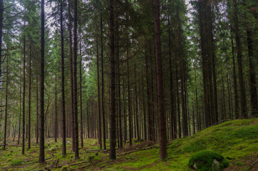 Fototapeta na wymiar Spruce forest