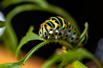 Schwalbenschwanz (Papilio_Machaon)