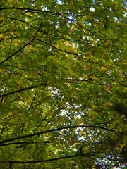 Herbstlaub
