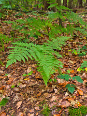 Farn im Wald 
