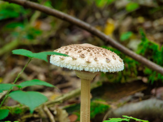 Pilze am Waldweg