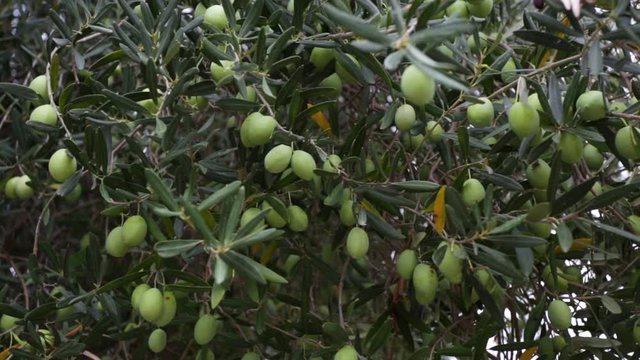 Closeup view of fresh green olives growing outdoor in olive garden in Greece. Real time full hd video footage.