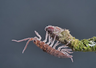 Kellerassel sitzt an einem Ast und wedelt mit Beinen und Fühlern, neutraler dunkler Hintergrund