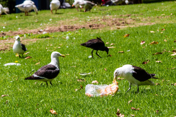 Souther black backed gull wanders around the grass looking for fries. Western Springs Pond, Auckland, New Zealand