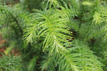 green branch of a tree