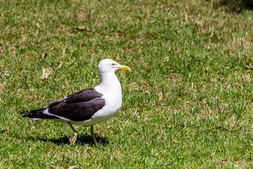 Souther black backed gull wanders around the grass looking for fries. Western Springs Pond, Auckland, New Zealand