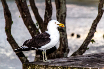 Southern black backed gull keeps watch near the beach. Point Chevier, Auckland, New Zealand