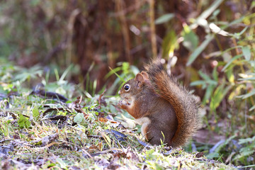 Red Squirrel eating a nut