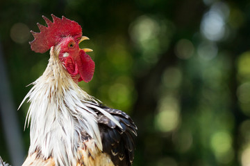 Rooster bantam white crowing in farm on-field natural background