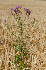 Acker-Kratzdistel
