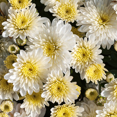 white chrysanthemum closeup background square