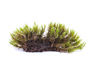 green moss sphagnum closeup isolated