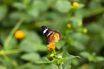 Schmetterling auf Lantana Camara