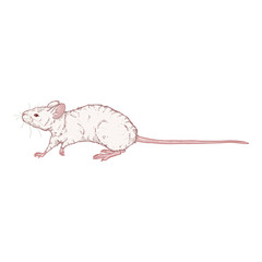 Vector Cartoon Illustration - Albino White Mouse