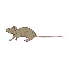 Vector Cartoon Illustration - Walking Gray Mouse