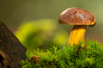  Maronen-Röhrling (Imleria badia)