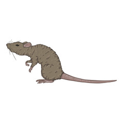 Vector Cartoon Illustration - Gray Rat