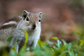 squirrel