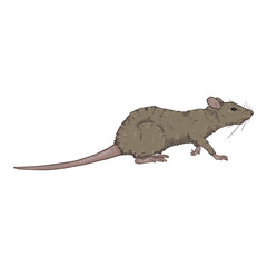 Vector Cartoon Illustration - Gray Rat
