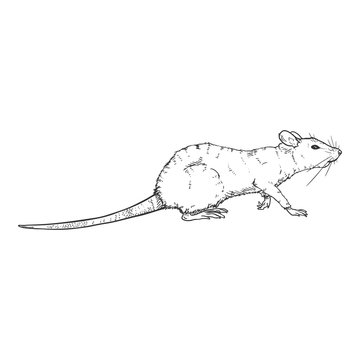 Vector Sketch Illustration - Walking Rat