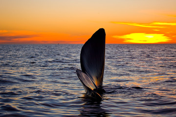 Ballena franca austral o meridional (Euabalaena australis),, Peninsula Valdes, Patagonia, Argentina